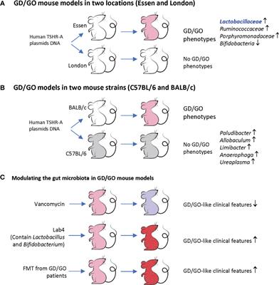 The Role of the Microbiota in Graves’ Disease and Graves’ Orbitopathy